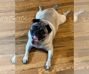 Pug Dogs for adoption in Elizabeth City, NC, USA