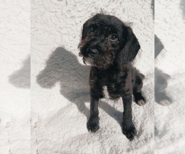 Medium Photo #1 Mutt Puppy For Sale in Oak Bluffs, MA, USA