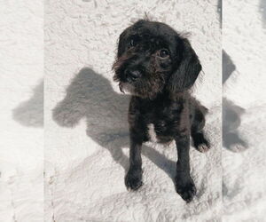 Mutt Dogs for adoption in Oak Bluffs, MA, USA