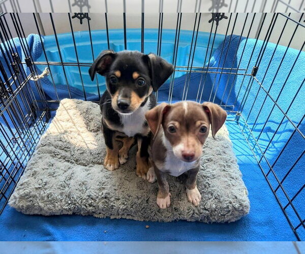 Medium Photo #2 Chihuahua Puppy For Sale in Mundelein, IL, USA