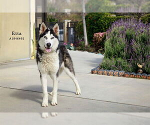Siberian Husky Dogs for adoption in Riverside, CA, USA