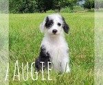Image preview for Ad Listing. Nickname: Augie