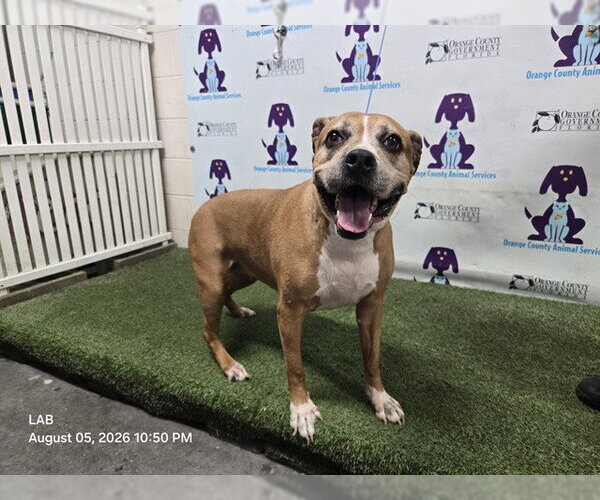 Medium Photo #1 Mutt Puppy For Sale in Orlando, FL, USA