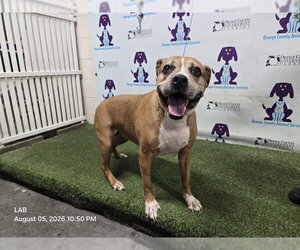 Mutt Dogs for adoption in Orlando, FL, USA