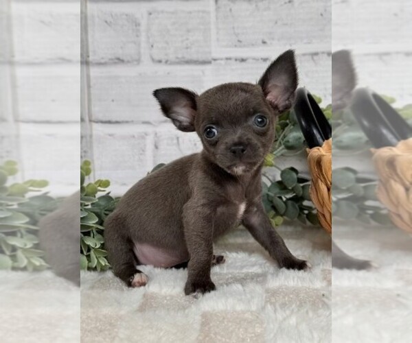 Medium Photo #16 Chihuahua Puppy For Sale in TAMPA, FL, USA