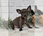 Small #15 Chihuahua