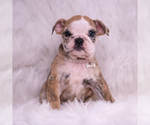 Puppy VERUSHKA AKC Bulldog
