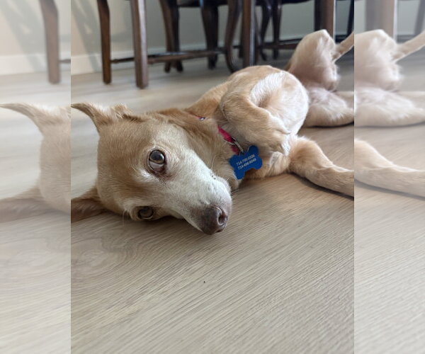 Medium Photo #3 Chihuahua-Unknown Mix Puppy For Sale in Corona, CA, USA