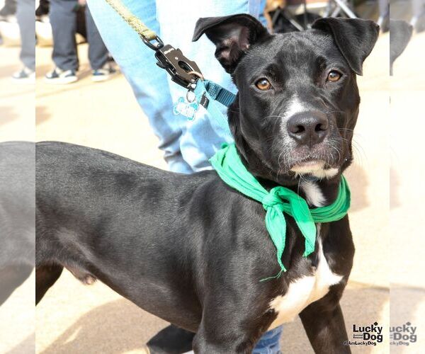 Medium Photo #5 Labrador Retriever-Retriever  Mix Puppy For Sale in Washington, DC, USA