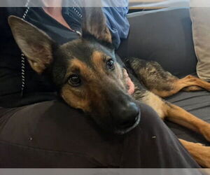 Crackers - Female German Shepherd Dog Dog for Adoption - Photo #4
