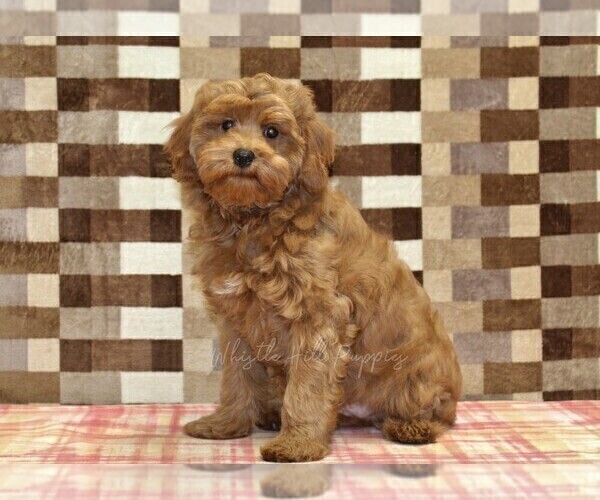 Medium Photo #5 Cavapoo (Miniature) Puppy For Sale in DENVER, PA, USA
