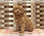 Small #4 Cavapoo (Miniature)