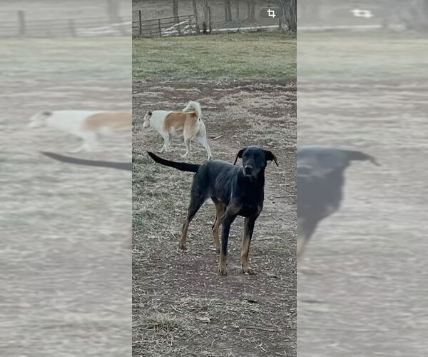 Medium Photo #2 German Shepherd Dog-Unknown Mix Puppy For Sale in Monterey, VA, USA