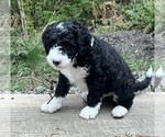 Small Photo #4 Aussiedoodle Puppy For Sale in OAK HARBOR, WA, USA