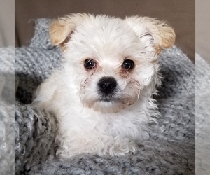 Morkie-Unknown Mix Puppy for sale in FLUSHING, MI, USA