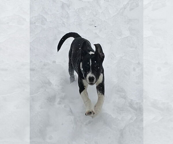 Medium Photo #4 American Pit Bull Terrier-Unknown Mix Puppy For Sale in Croydon, NH, USA