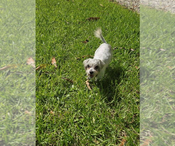 Medium Photo #11 Mal-Shi Puppy For Sale in Plantation, FL, USA