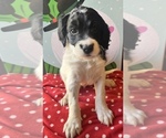 Puppy 7 English Setter-Goldendoodle Mix