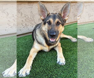 German Shepherd Dog Dogs for adoption in Phoenix, AZ, USA
