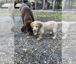 Small Photo #5 Labrador Retriever Puppy For Sale in TAMPA, FL, USA