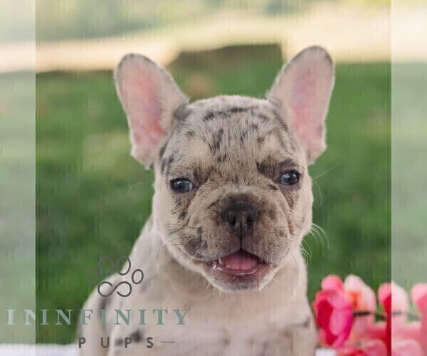 Medium Photo #4 French Bulldog Puppy For Sale in REBERSBURG, PA, USA
