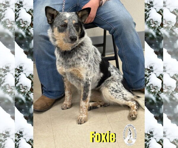 Medium Photo #4 Border Collie-Unknown Mix Puppy For Sale in Red Lodge, MT, USA