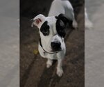 Small Photo #12 Great Dane-Labrador Retriever Mix Puppy For Sale in Princeton, MN, USA