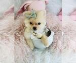 Small Photo #25 Pomeranian Puppy For Sale in PEMBROKE PINES, FL, USA