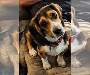 Basset Hound-Unknown Mix Dogs for adoption in Boston, MA, USA