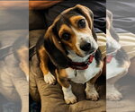 Elvis - Male Basset Hound-Unknown Mix Dog for Adoption - Small photo