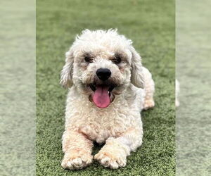 Shih-Poo Dogs for adoption in Godfrey, IL, USA