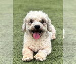 Small Shih-Poo