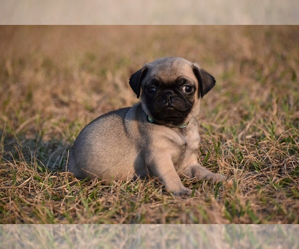 Medium Photo #8 Pug Puppy For Sale in PALM COAST, FL, USA