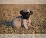 Small #7 Pug