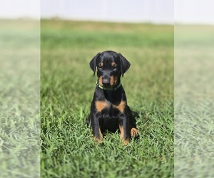 Doberman Pinscher Puppy for Sale in CLEARWATER, Florida USA