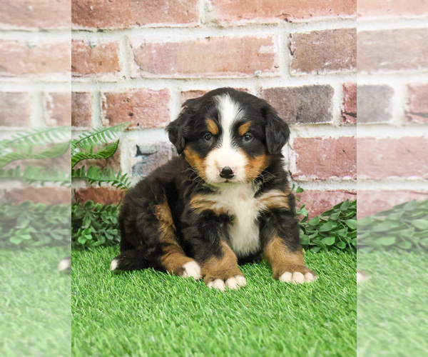 Medium Photo #10 Bernese Mountain Dog Puppy For Sale in SYRACUSE, IN, USA