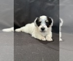 Small #1 Pembroke Welsh Corgi-Poodle (Miniature) Mix