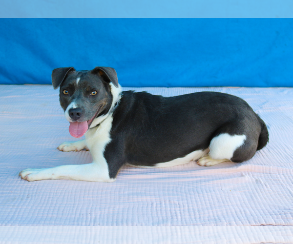 Medium Photo #2 Mutt Puppy For Sale in Pasadena, CA, USA