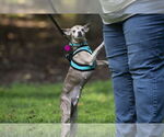 Small #2 Chihuahua