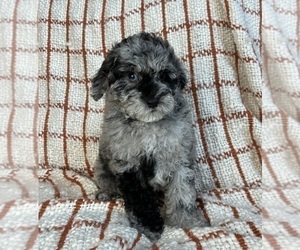 Cockapoo Puppy for sale in FRANKLIN, IN, USA