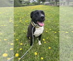 Small #6 American Staffordshire Terrier-Labrador Retriever Mix