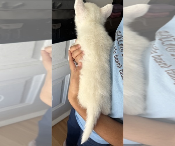 Medium Photo #2 Pembroke Welsh Corgi Puppy For Sale in PHILADELPHIA, PA, USA