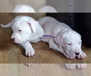 Dogo Argentino Puppy for sale in BELGRADE, ME, USA