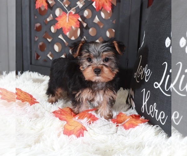 Medium Photo #2 Yorkshire Terrier Puppy For Sale in MOUNT VERNON, OH, USA