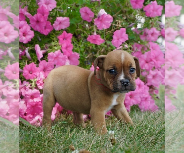 Medium Photo #4 Beagle-English Bulldog Mix Puppy For Sale in NAPPANEE, IN, USA