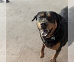 Small #4 Rottweiler Mix
