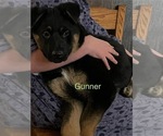 Small Photo #4 German Shepherd Dog Puppy For Sale in GREENWOOD, WI, USA