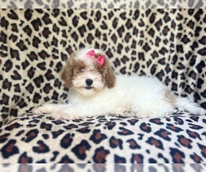 Cock-A-Poo Puppy for sale in LAKELAND, FL, USA