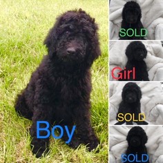 Poodle (Standard) Puppy for sale in BOULDER, CO, USA