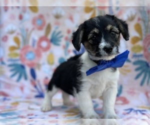 Pembroke Welsh Corgi Puppy for sale in LANCASTER, PA, USA